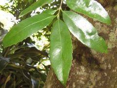 Cassipourea malosana