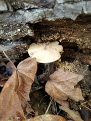 Oudemansiella limonispora