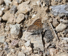 Lycaena ochimus