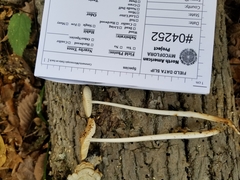 Oudemansiella limonispora