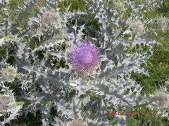 Cirsium cephalotes