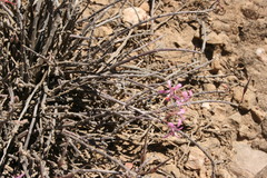Pelargonium karooicum