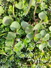 Veronica hederifolia