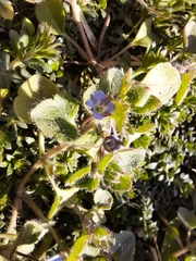 Veronica hederifolia