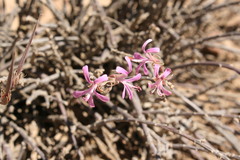 Pelargonium karooicum