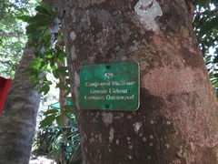 Cassipourea malosana