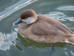 Netta rufina