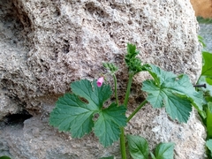 Erodium chium