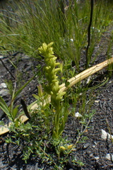 Disa cylindrica