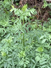 Cosmos sulphureus