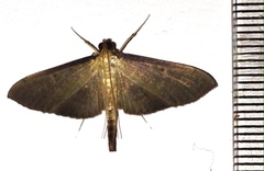 Bradina admixtalis