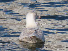 Larus hyperboreus