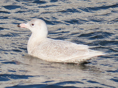 Larus hyperboreus