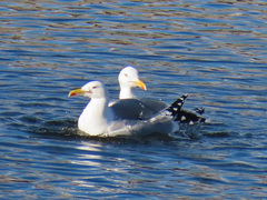 Larus argentatus