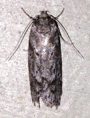 Philobota baryptera
