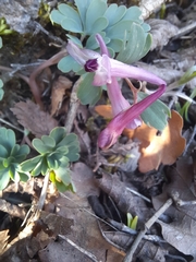 Corydalis paczoskii