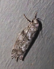 Philobota baryptera