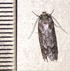 Philobota baryptera