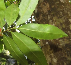 Cassipourea malosana