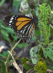 Danaus melanippus