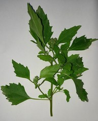 Chenopodiastrum murale