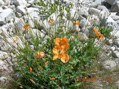Papaver oreophilum