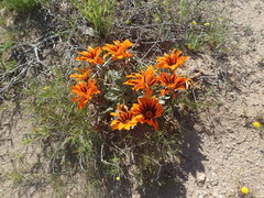Gazania heterochaeta