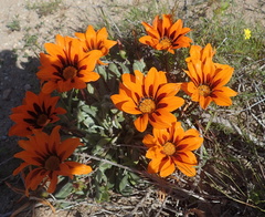 Gazania heterochaeta