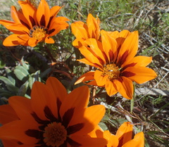 Gazania heterochaeta