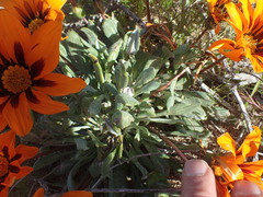 Gazania heterochaeta