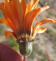 Gazania heterochaeta