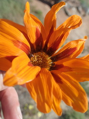 Gazania heterochaeta