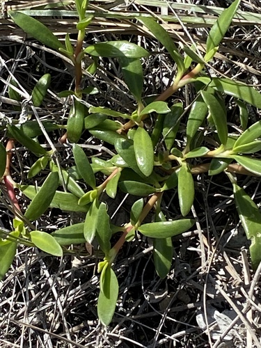 Aizoaceae image