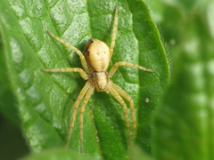 Philodromus cespitum