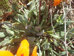 Gazania heterochaeta