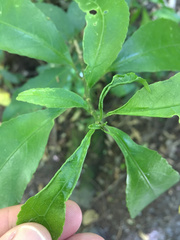 Aceria melicyti