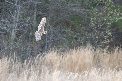 American Barn Owl photographed in Georgia