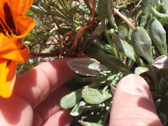 Gazania heterochaeta
