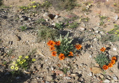 Gazania heterochaeta