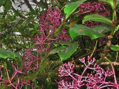 Medinilla speciosa