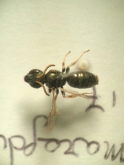 Halictus gemmeus
