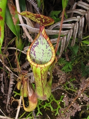 Nepenthes ramos