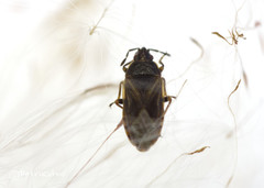 Chilacis typhae