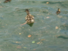 Anas platyrhynchos