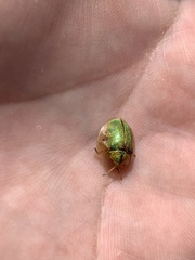 Eurypepla brevilineata