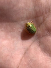 Eurypepla brevilineata