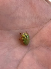 Eurypepla brevilineata