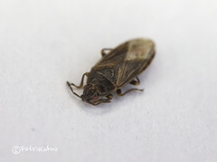 Chilacis typhae