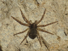 Pulchellodromus bistigma