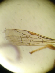 Halictus gemmeus